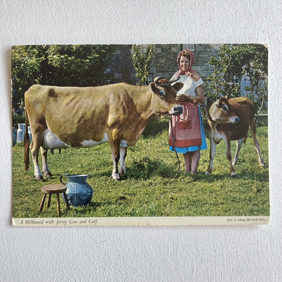 Postcard - Jersey Cow - RetroSpectro